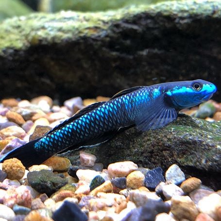 Stiphodon sp.blue 3-4 cm @